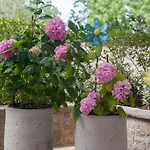 Franka With Swimming Pool Bol