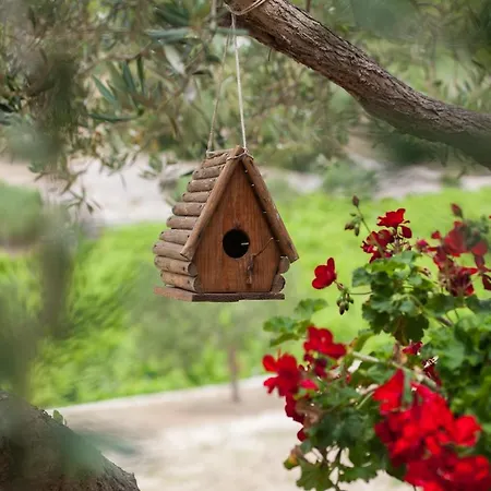 Franka With Swimming Pool 波尔